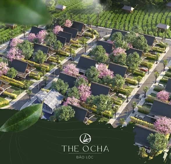 The Ocha — Bảo Lâm, Lâm Đồng