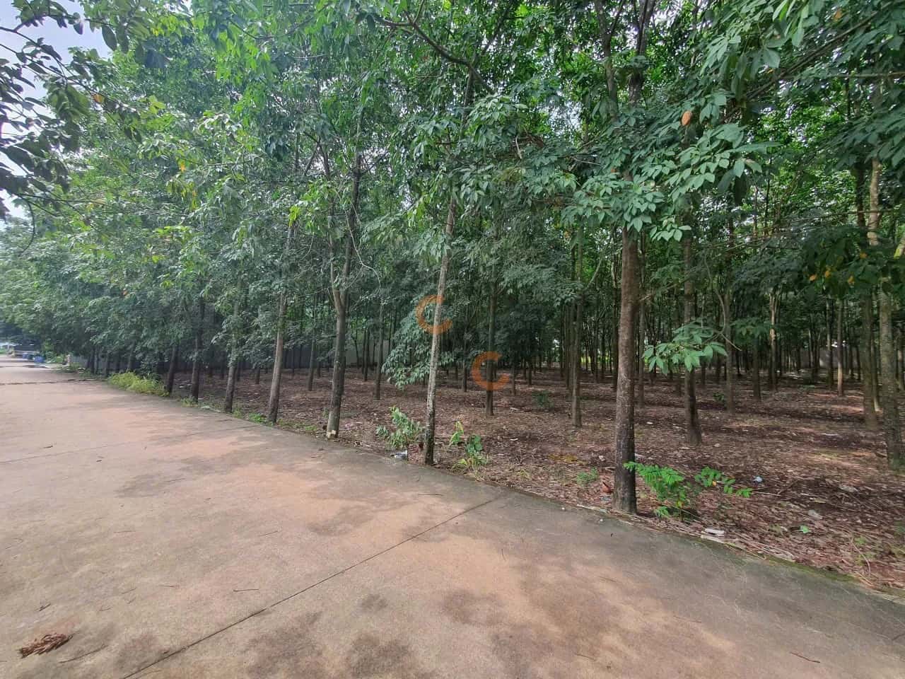 Bán đất Thửa 140 - Tờ 5, đường Phú Chánh 35 Thành phố Tân Uyên, Bình Dương – giá 10 tỷ — Hình 2
