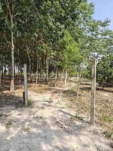 Cho thuê BĐS khác Đường ĐH 516 Huyện Phú Giáo, Bình Dương – giá 9.9 triệu — Hình 3