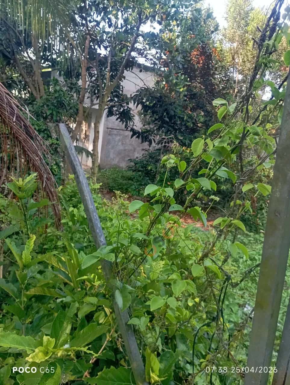 Bán đất Đường Kênh Thủy Lợi Huyện Châu Thành A, Hậu Giang – giá 520 triệu — Hình 3