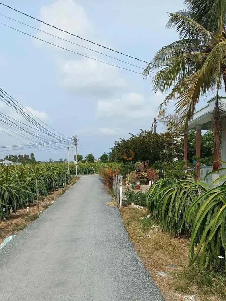 Bán đất Ấp Hòa Phú Huyện Chợ Gạo, Tiền Giang – giá 2.5 tỷ — Hình 3 Bán đất Ấp Hòa Phú Huyện Chợ Gạo, Tiền Giang – giá 2.5 tỷ — Hình 3