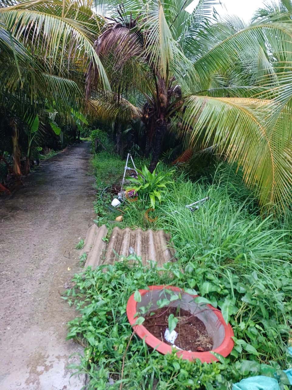 Bán đất ĐT. 879 Huyện Chợ Gạo, Tiền Giang – giá 550 triệu — Hình 2 Bán đất ĐT. 879 Huyện Chợ Gạo, Tiền Giang – giá 550 triệu — Hình 2