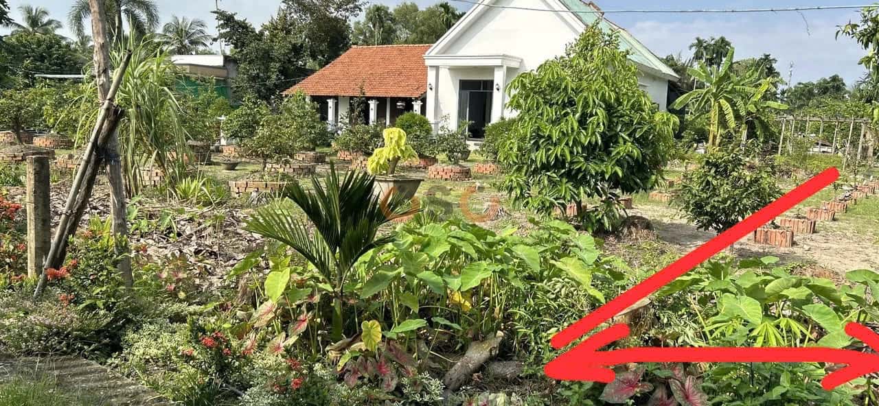 Bán đất Thửa 916 - tờ 19 ấp 3  Huyện Bến Lức, Long An – giá 1.4 tỷ — Hình 2