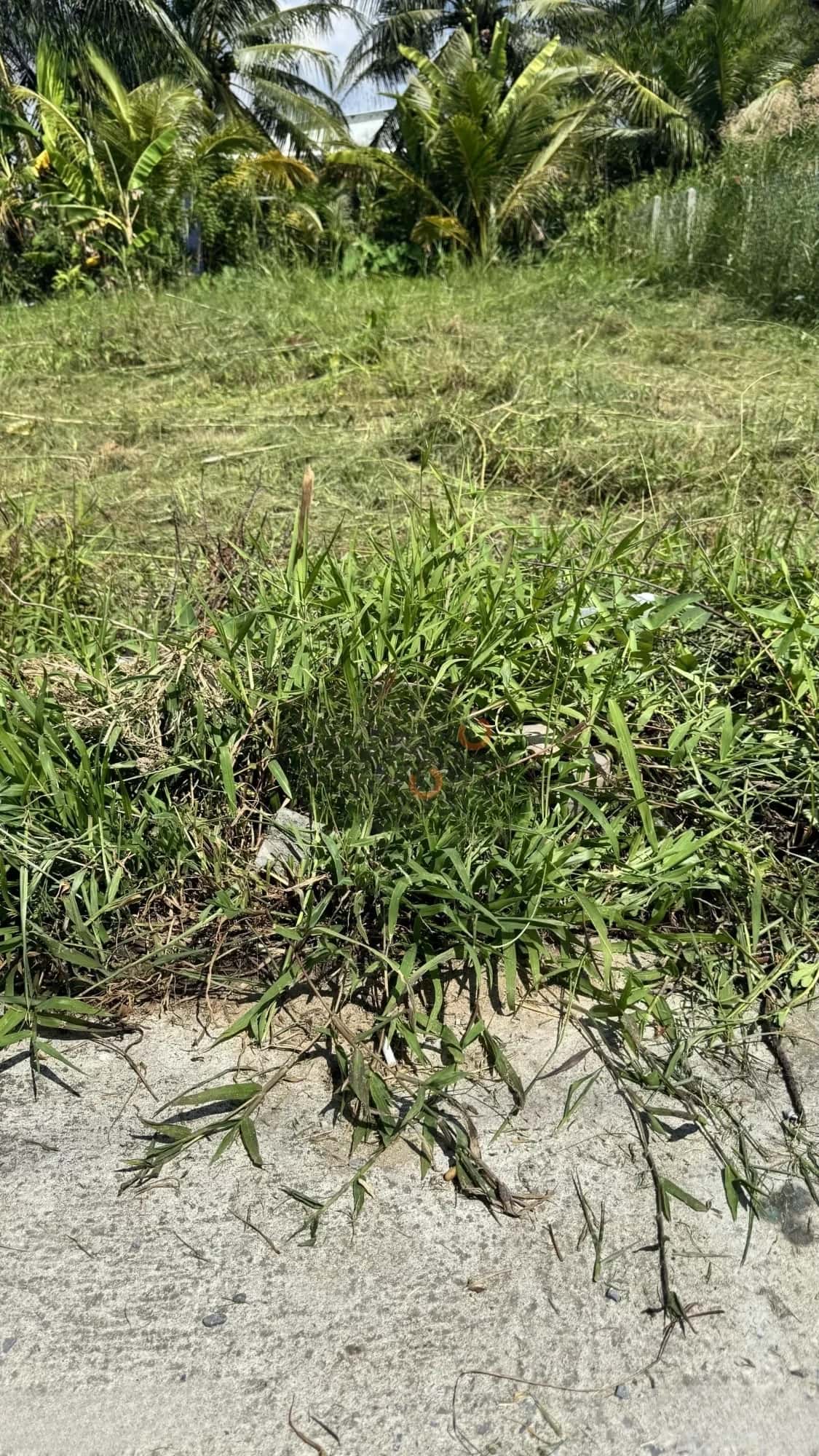Bán đất Ấp Phước Hòa Thành phố Mỹ Tho, Tiền Giang – giá 700 triệu — Hình 2 Bán đất Ấp Phước Hòa Thành phố Mỹ Tho, Tiền Giang – giá 700 triệu — Hình 2