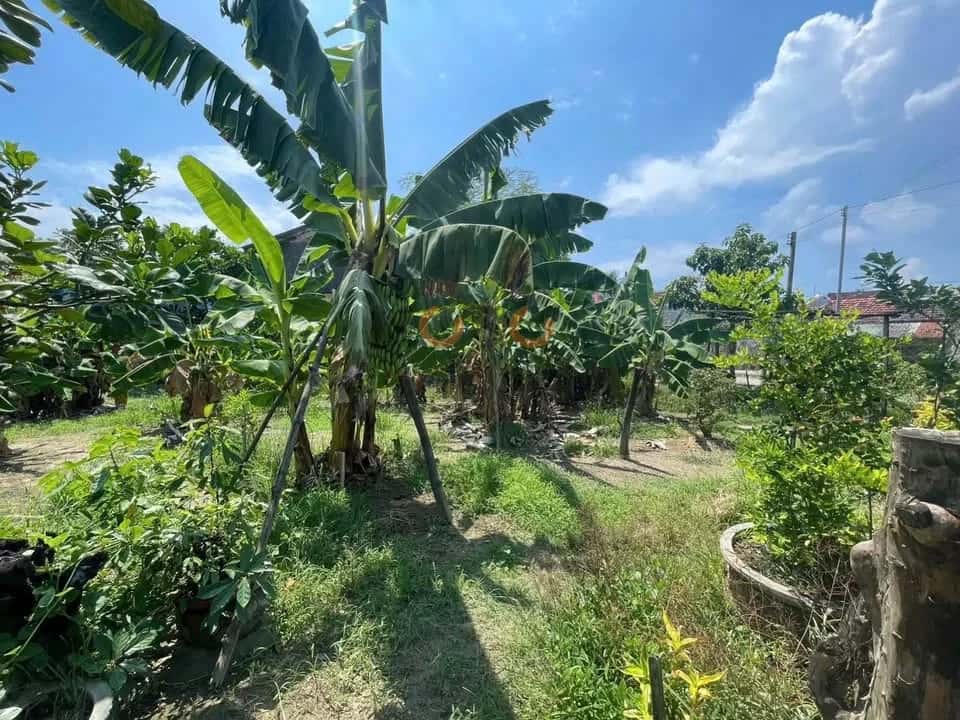 Bán đất thôn Tây 4 Huyện Diên Khánh, Khánh Hòa – giá 3.2 tỷ — Hình 2