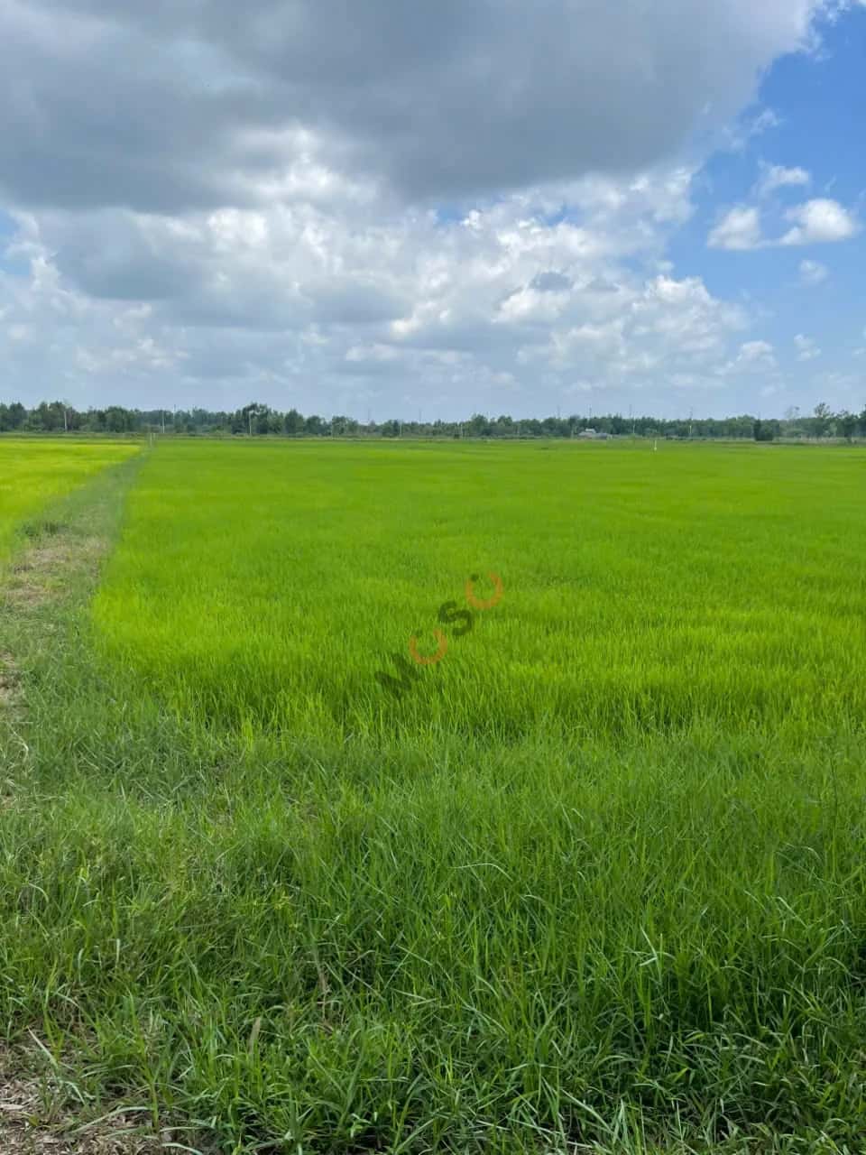Bán đất Đường Nguyễn  Thị Ly Huyện Hóc Môn, TP.HCM – giá 21 tỷ