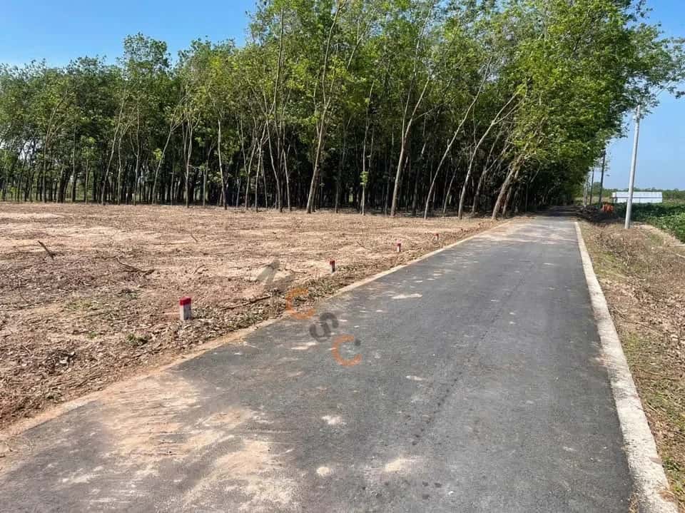 Bán đất hẻm đường ĐH 704 Huyện Dầu Tiếng, Bình Dương – giá 485 triệu — Hình 3