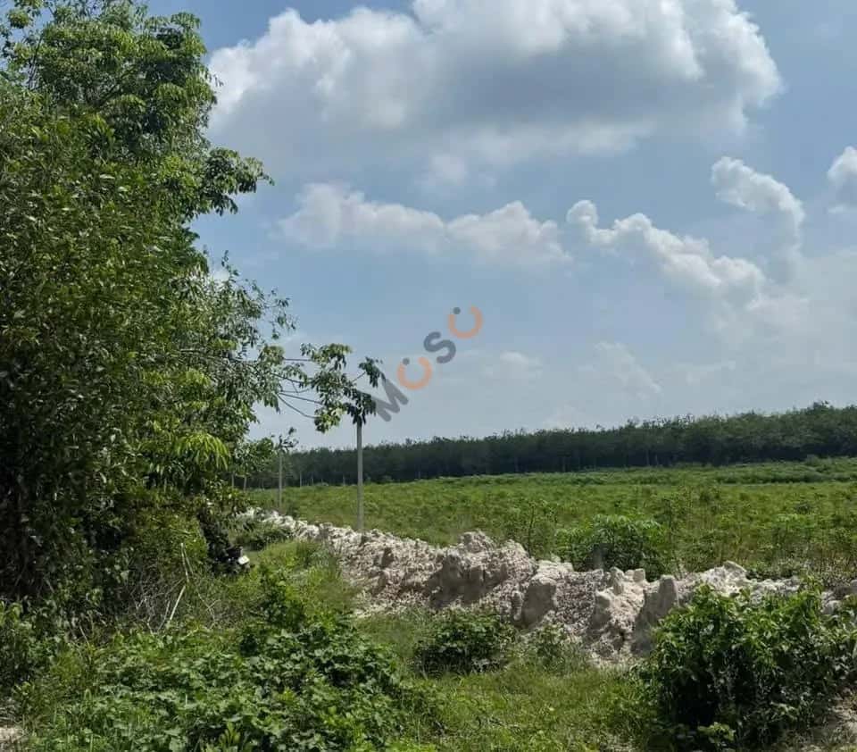 Bán đất Huyện Dầu Tiếng, Bình Dương – giá 1.9 tỷ — Hình 2