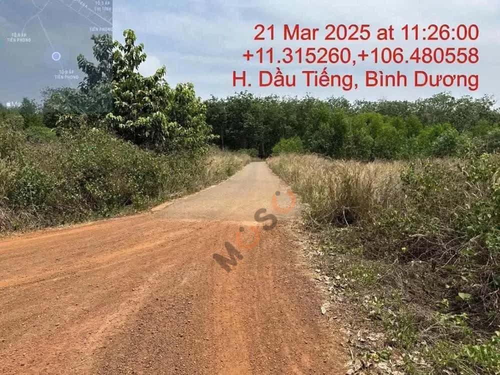 Bán đất Dầu Tiếng, Bình Dương – giá 866 triệu — Hình 3