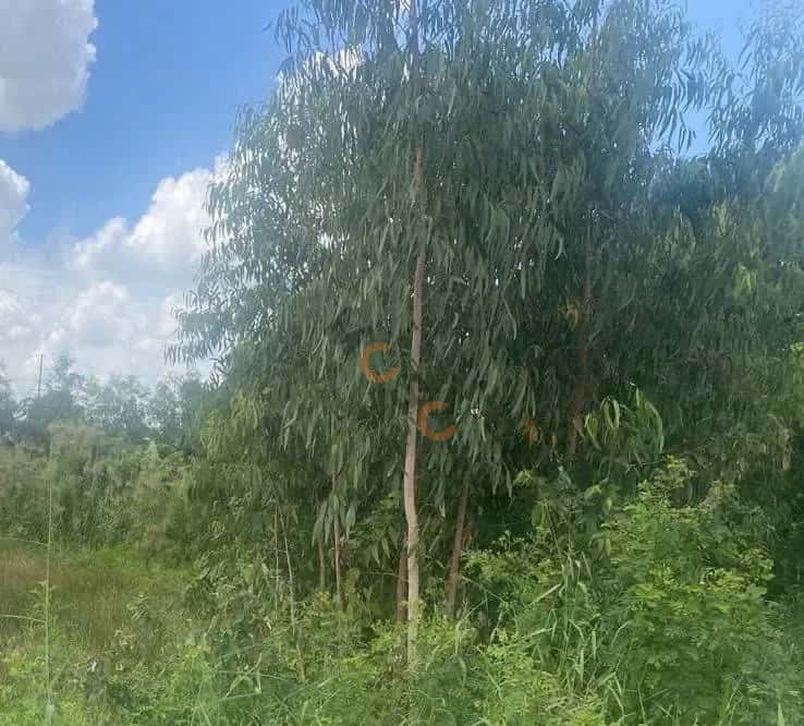 Bán đất Mộc Hóa, Long An – giá 2.3 tỷ — Hình 3