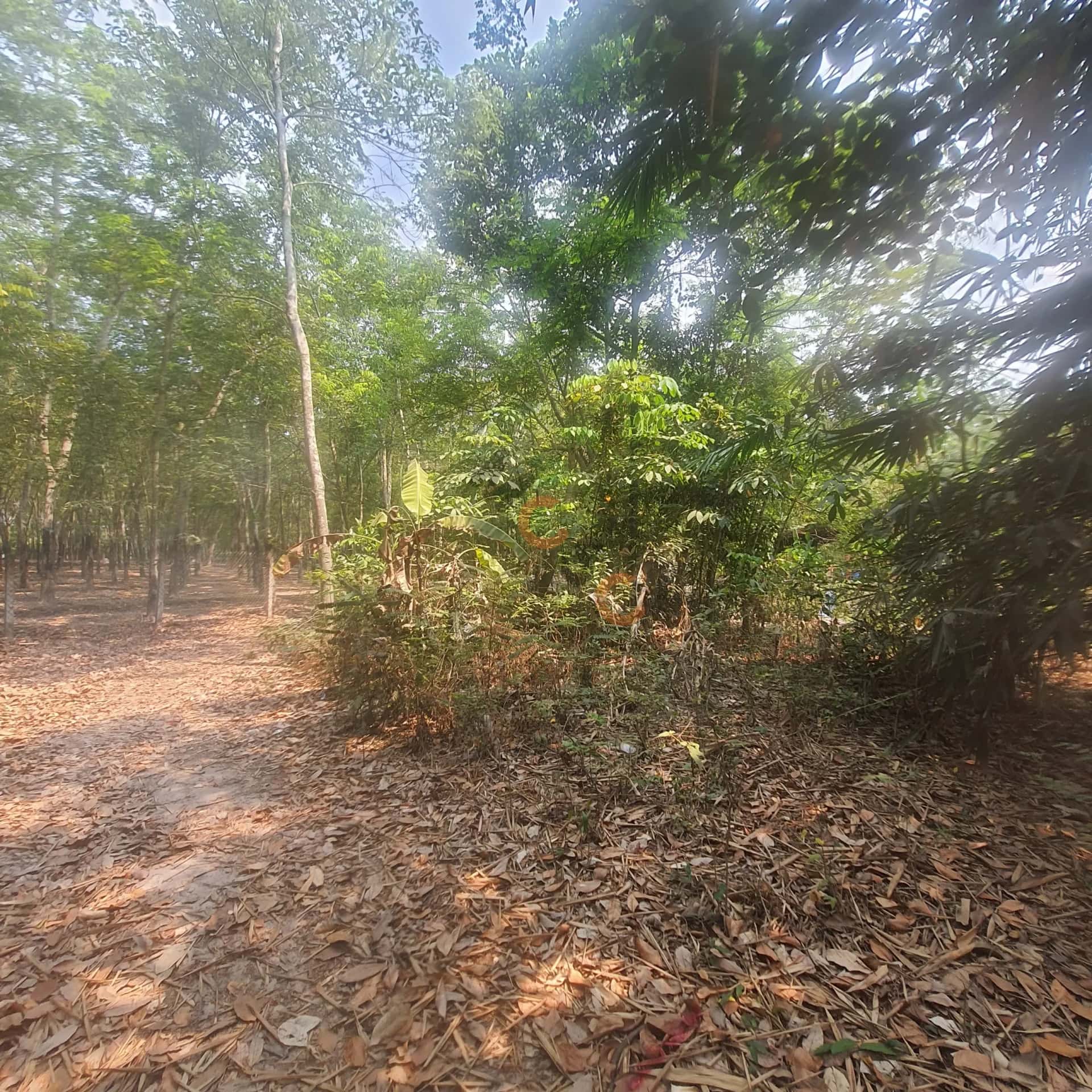 Bán đất Huyện Gò Dầu, Tây Ninh – giá 232 triệu — Hình 3
