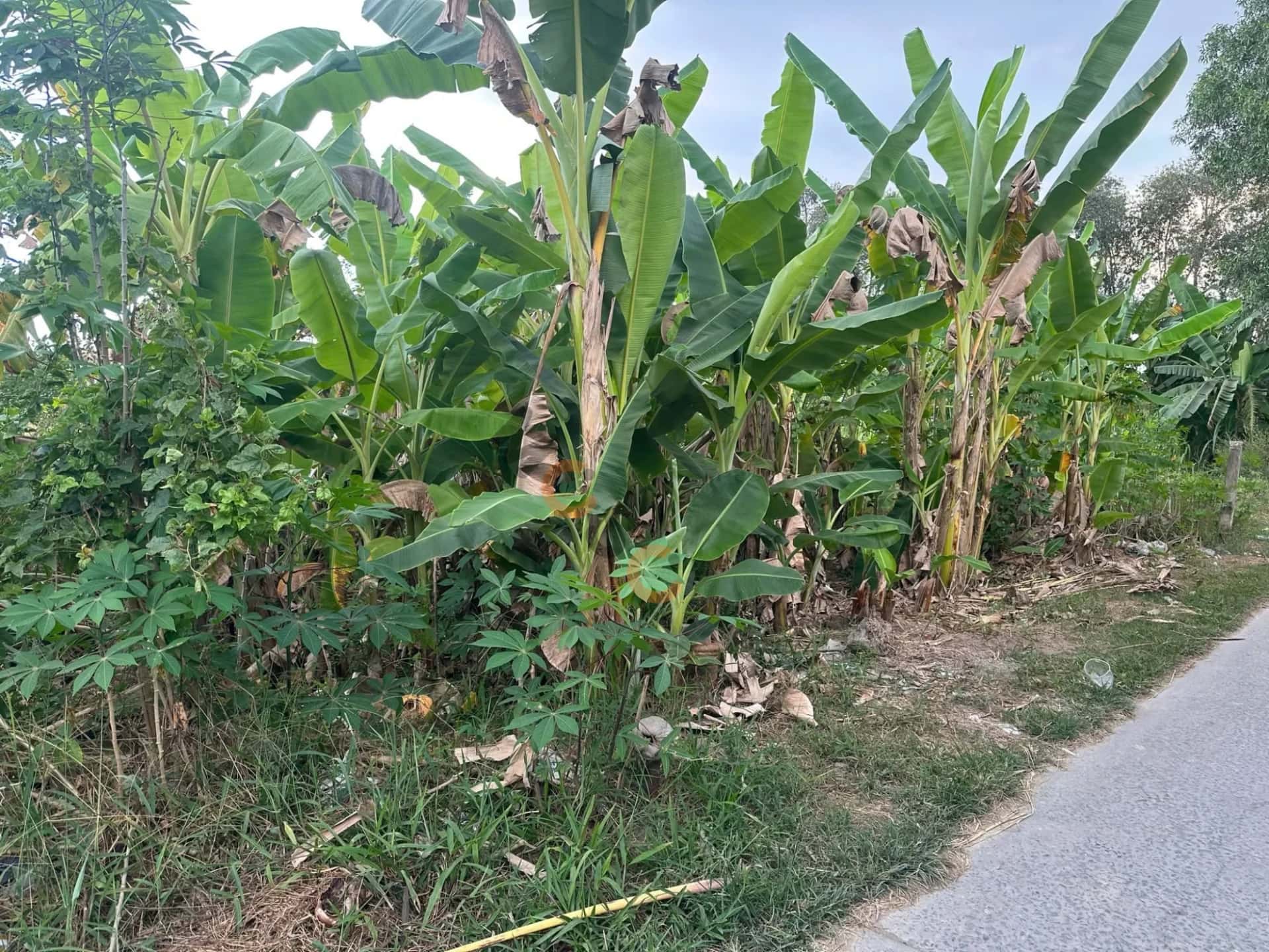 Bán đất hẻm Đinh Tiên Hoàng  Huyện Long Hồ, Vĩnh Long – giá 755 triệu — Hình 2