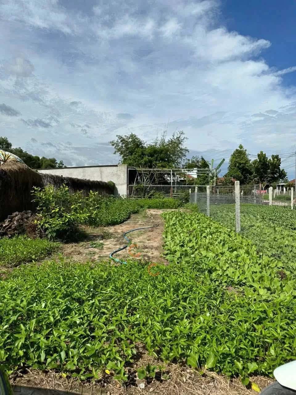 Bán đất Thôn Võ Kiện Huyện Diên Khánh, Khánh Hòa – giá 1.3 tỷ — Hình 2