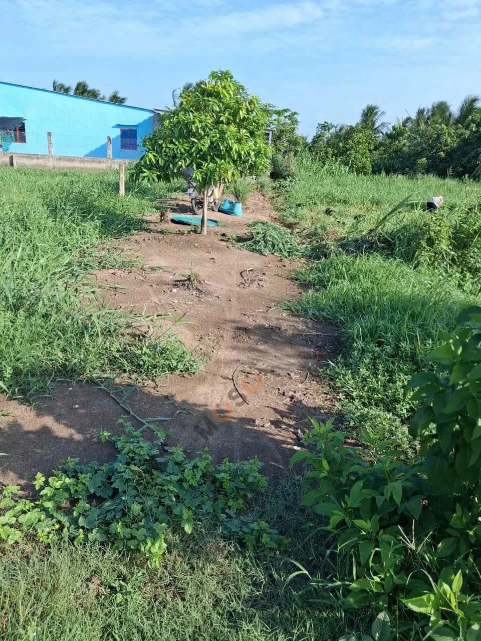Bán đất Ấp Sơn Qui A Thành phố Gò Công, Tiền Giang – giá 590 triệu