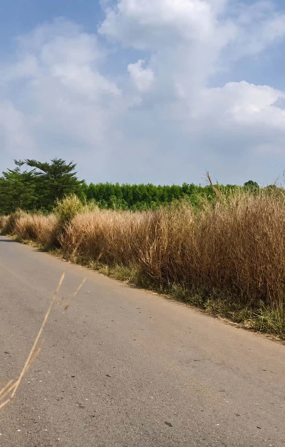 Bán đất Hưng Bình 1 Huyện Trảng Bom, Đồng Nai – giá 2 tỷ