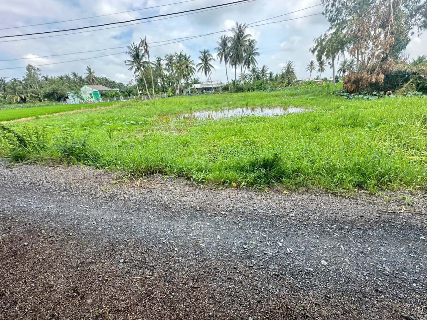 Bán đất Ấp Bình Nhựt Huyện Gò Công Tây, Tiền Giang – giá 550 triệu
