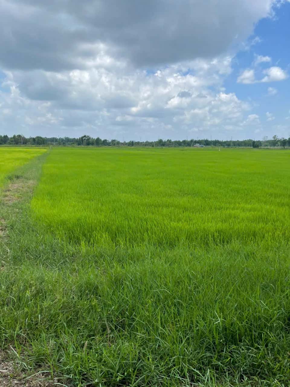 Bán đất Đường Nguyễn  Thị Ly Huyện Hóc Môn, TP.HCM – giá 21 tỷ