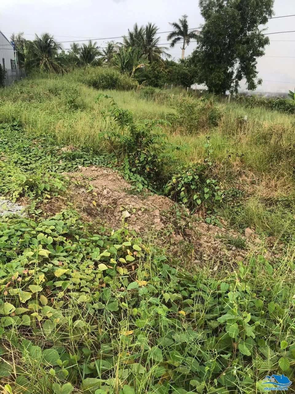 Bán đất đường Kênh KH1 Huyện Châu Thành, Kiên Giang – giá 300 triệu