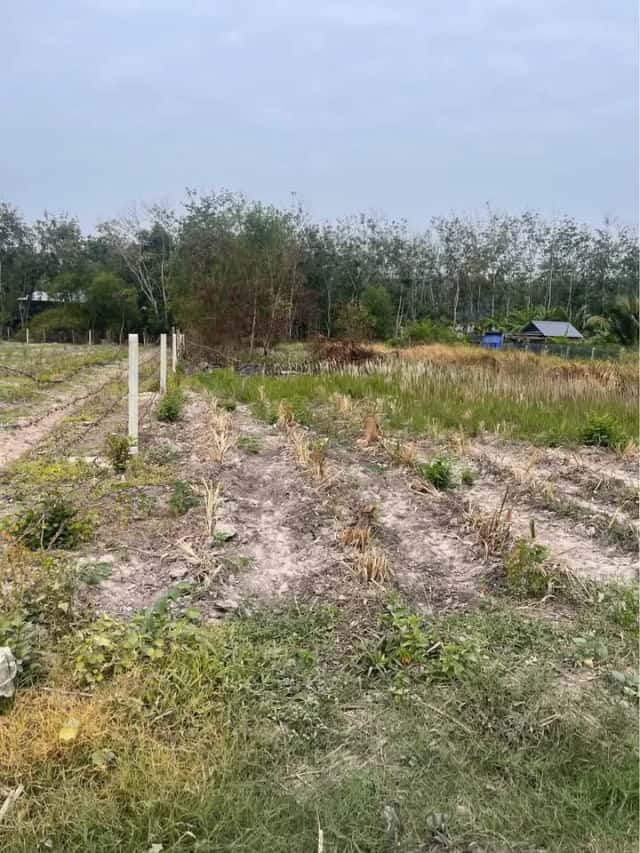 Bán đất Thửa 1424 tờ 39, Ấp Cây Da Huyện Gò Dầu, Tây Ninh – giá 600 triệu