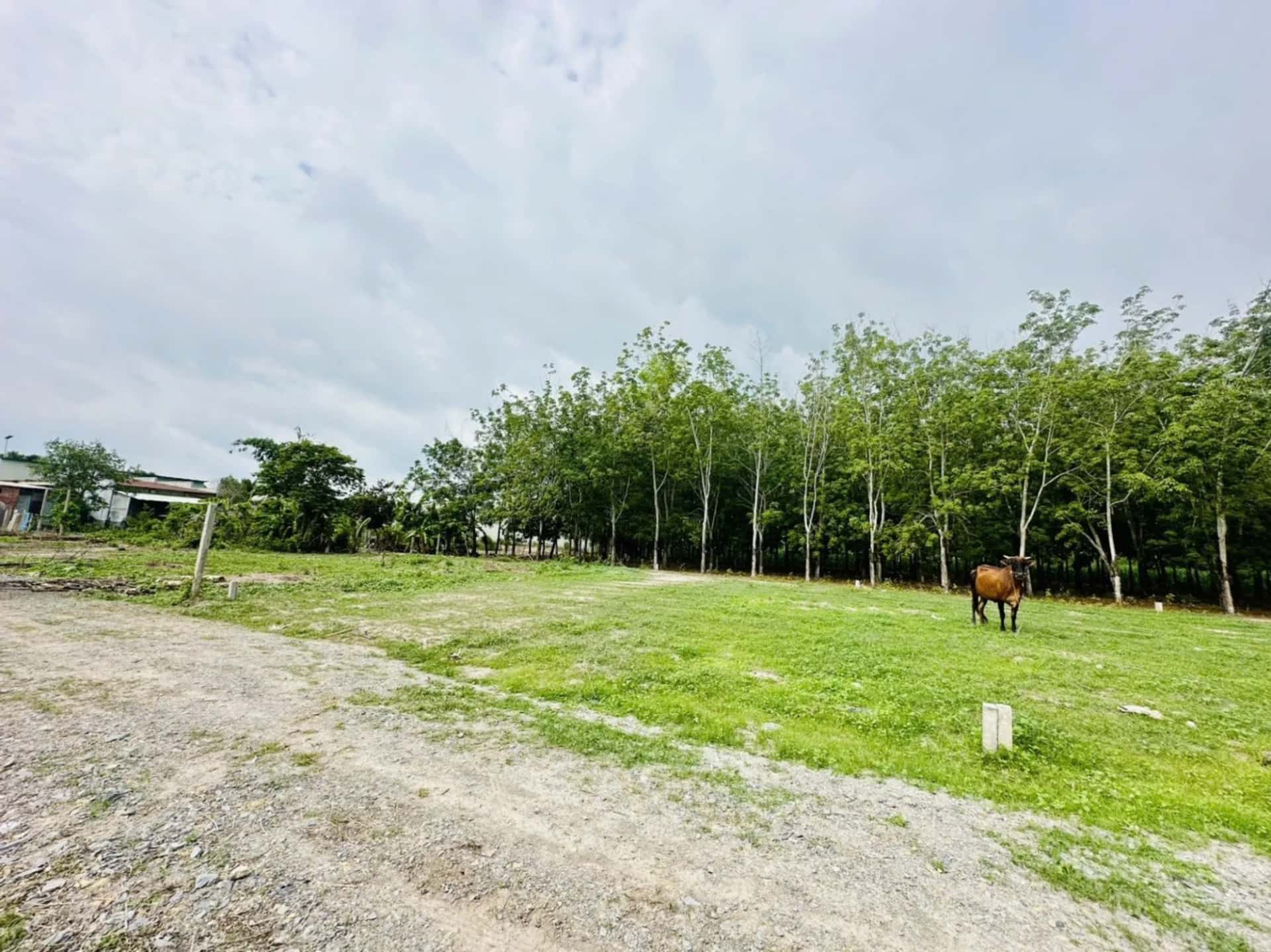 Bán đất Đường Cầu Ô  Huyện Gò Dầu, Tây Ninh – giá 590 triệu