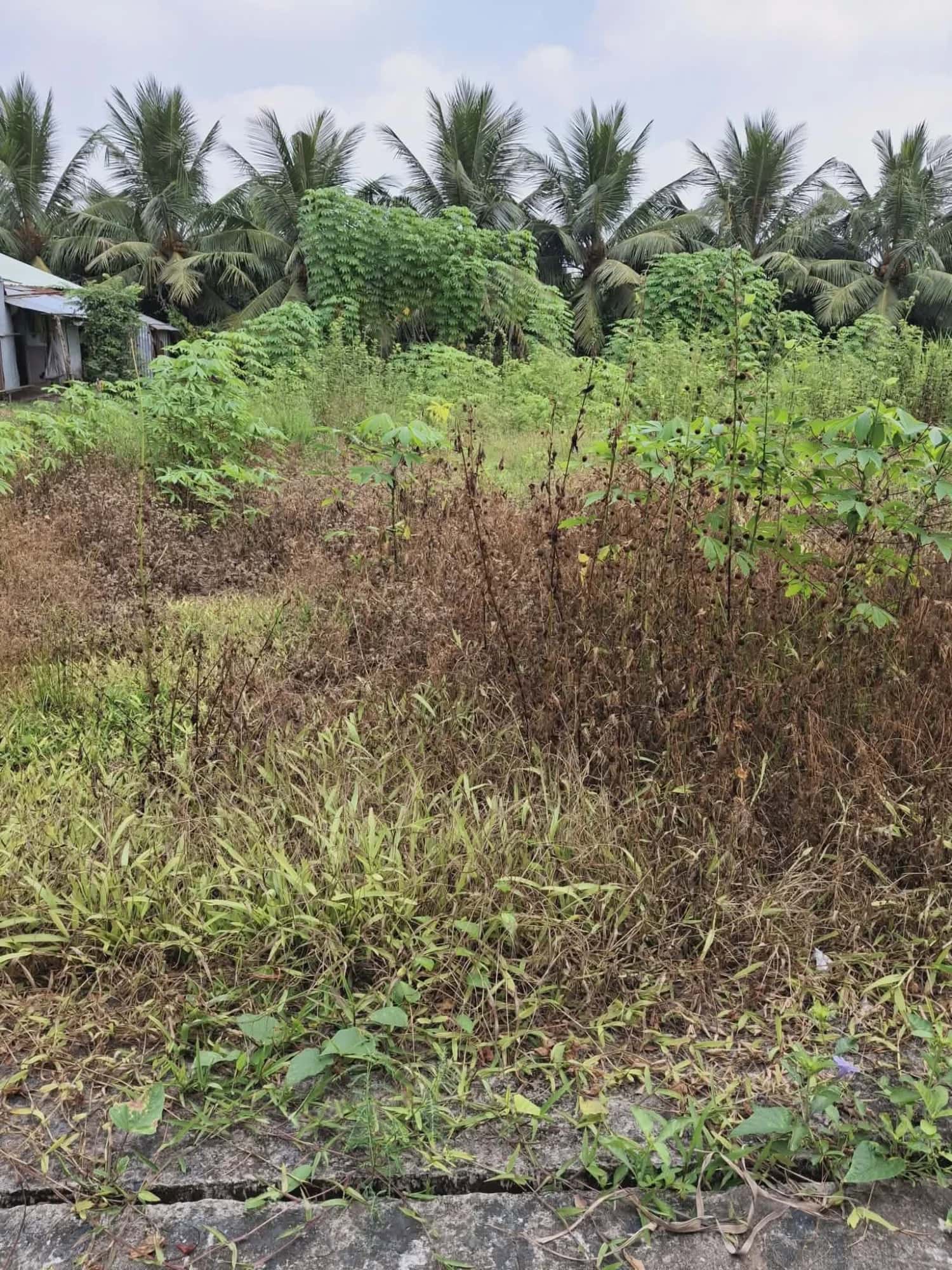Bán đất Ấp Bình Lợi Thành phố Mỹ Tho, Tiền Giang – giá 580 triệu