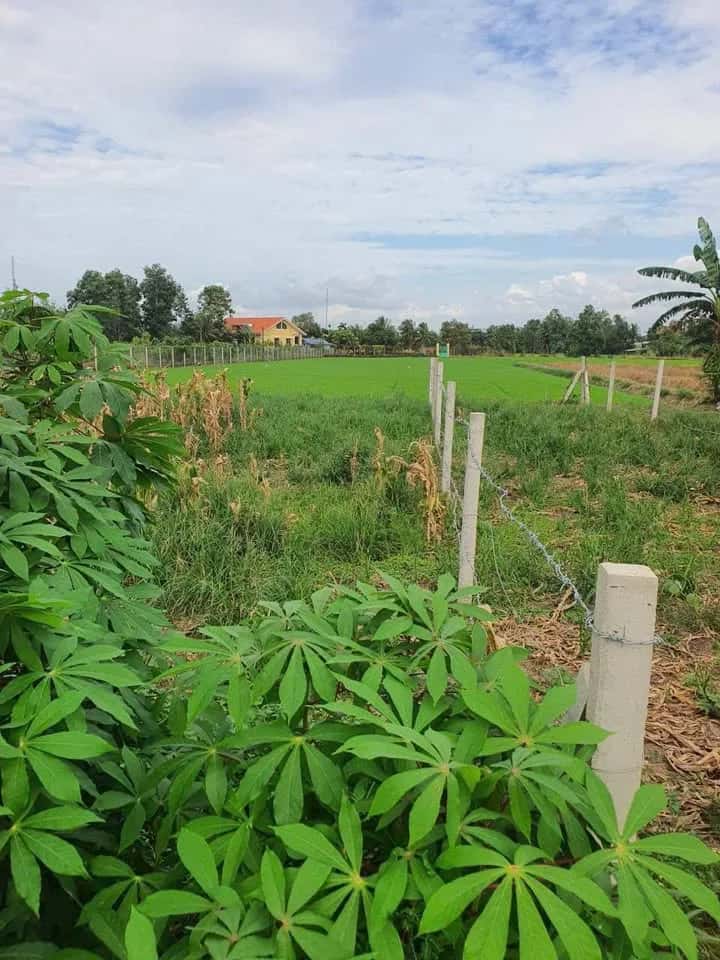 Bán đất Nguyễn Viết Xuân Quận Bình Thuỷ, TP. Cần Thơ – giá 1.9 tỷ