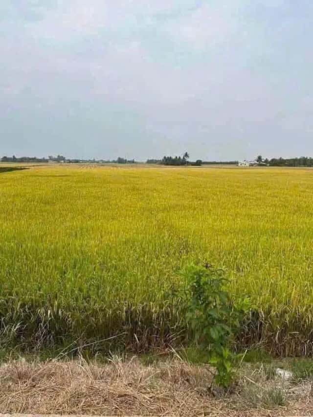 Bán đất Nguyễn Văn Nhâm Thành phố Tân An, Long An – giá 1 tỷ