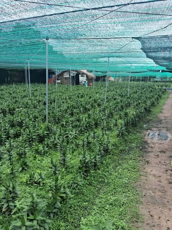 Bán đất đường số 63, ấp Chợ Huyện Củ Chi, TP.HCM – giá 12 tỷ