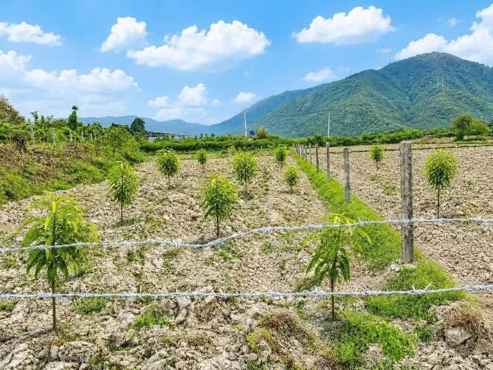 Bán đất Thôn Suối Lau 2  Huyện Cam Lâm, Khánh Hòa – giá 260 triệu