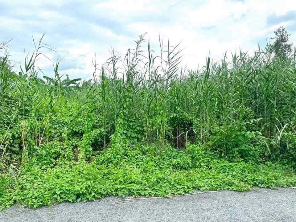Bán đất Ấp 3 Huyện Thủ Thừa, Long An – giá 790 triệu