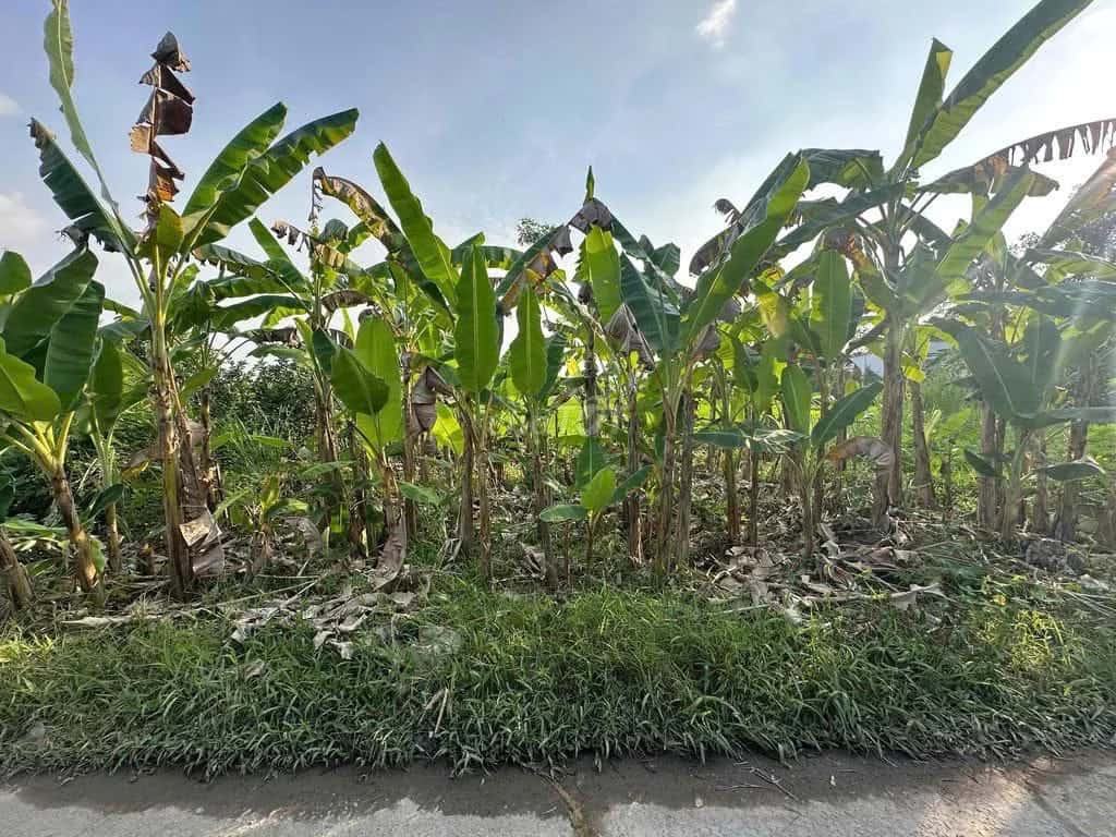 Bán đất hẻm Đinh Tiên Hoàng  Huyện Long Hồ, Vĩnh Long – giá 755 triệu