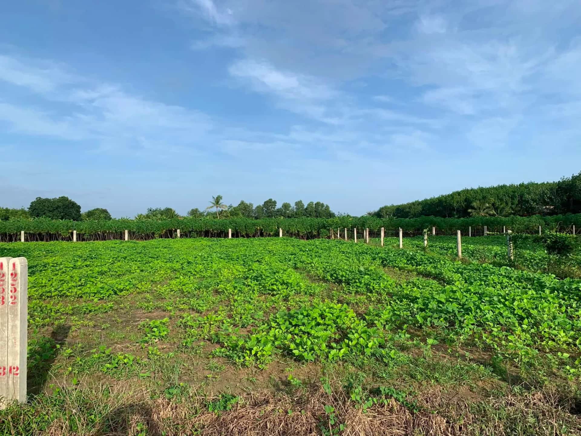 Bán đất Ấp Rộc B Huyện Gò Dầu, Tây Ninh – giá 290 triệu