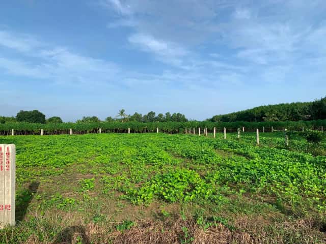 Bán đất Ấp Rộc B Huyện Gò Dầu, Tây Ninh – giá 290 triệu
