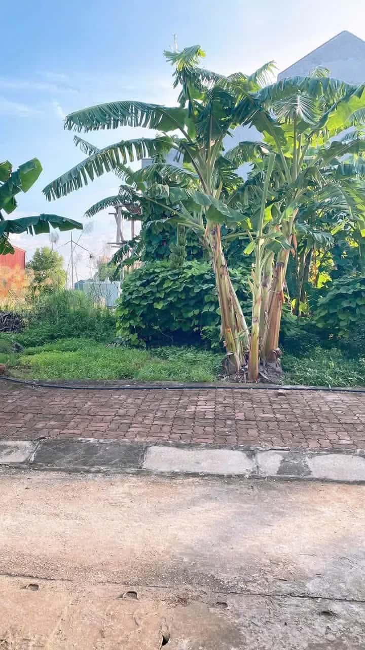 Bán đất thôn Hương Quất 2  Huyện Khoái Châu, Hưng Yên – giá 2.6 tỷ