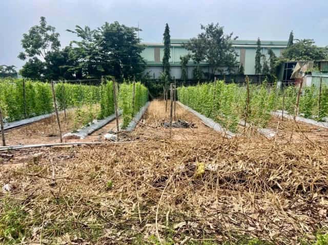 Bán đất hẻm đường ĐH 409 Thành phố Tân Uyên, Bình Dương – giá 1.4 tỷ