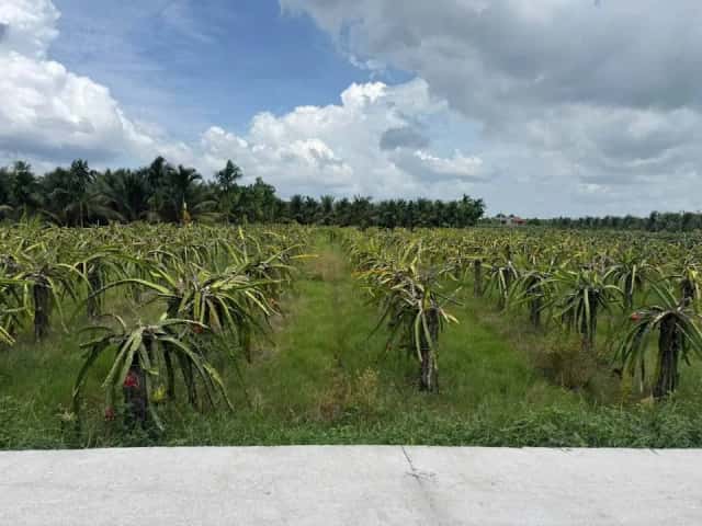 Bán đất Ấp Hòa Phú 1 Huyện Châu Thành, Long An – giá 690 triệu