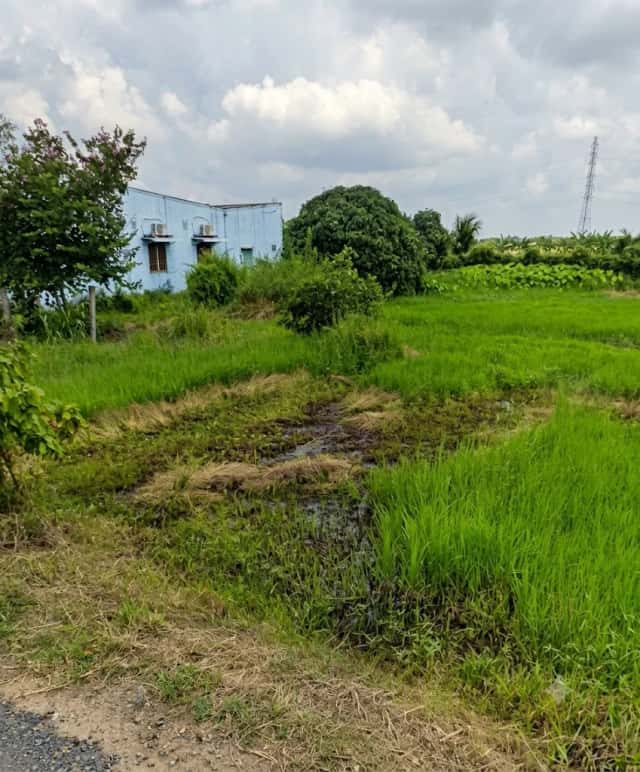Bán đất Huỳnh Thị Lung Thành phố Tân An, Long An – giá 800 triệu