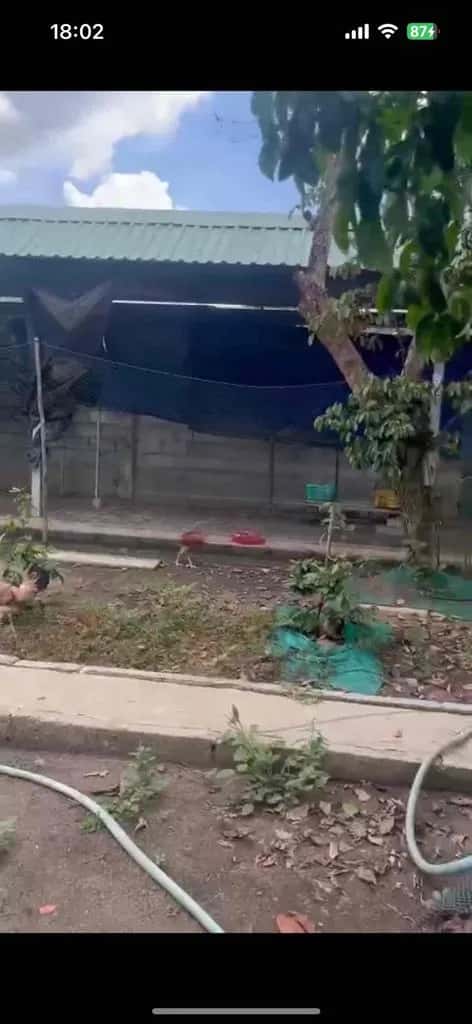 Cho thuê đất Đường tỉnh 833 Huyện Tân Trụ, Tây Ninh – giá 10 triệu