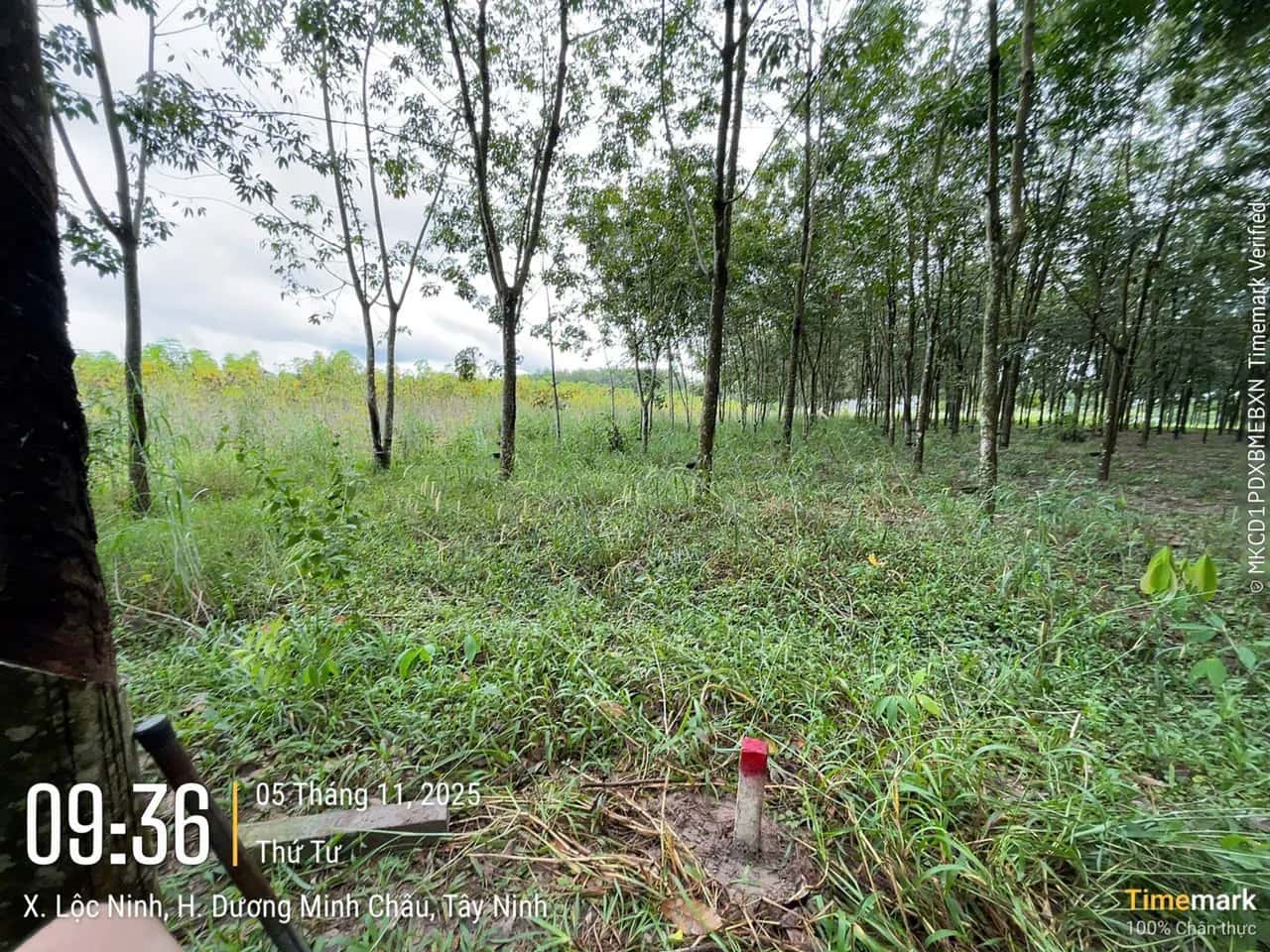Bán đất Huyện Dương Minh Châu, Tây Ninh – giá 405.8 triệu