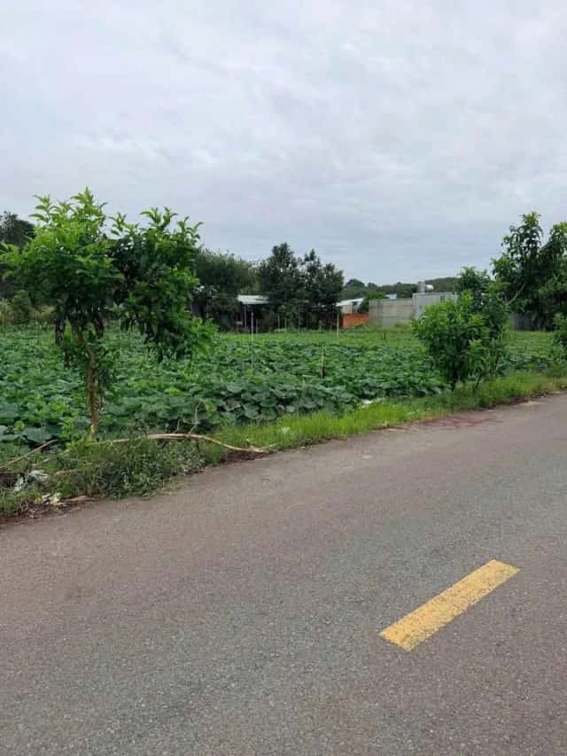 Bán đất Thửa 934 - tờ 46 Đường Long Nguyên 27 Huyện Bàu Bàng, Bình Dương – giá 1.4 tỷ Bán đất Thửa 934 - tờ 46 Đường Long Nguyên 27 Huyện Bàu Bàng, Bình Dương – giá 1.4 tỷ