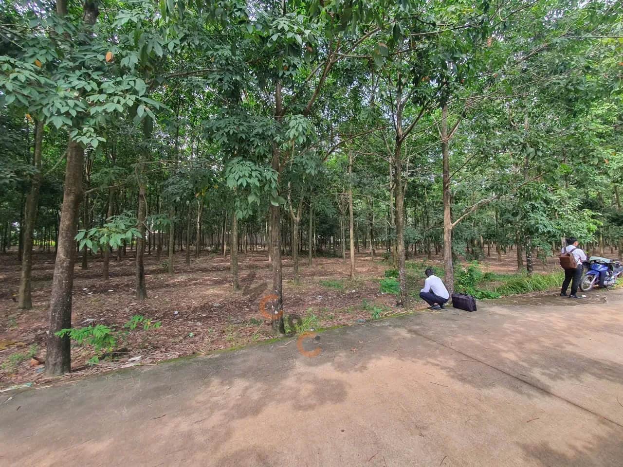 Bán đất Thửa 140 - Tờ 5, đường Phú Chánh 35 Thành phố Tân Uyên, Bình Dương – giá 10 tỷ