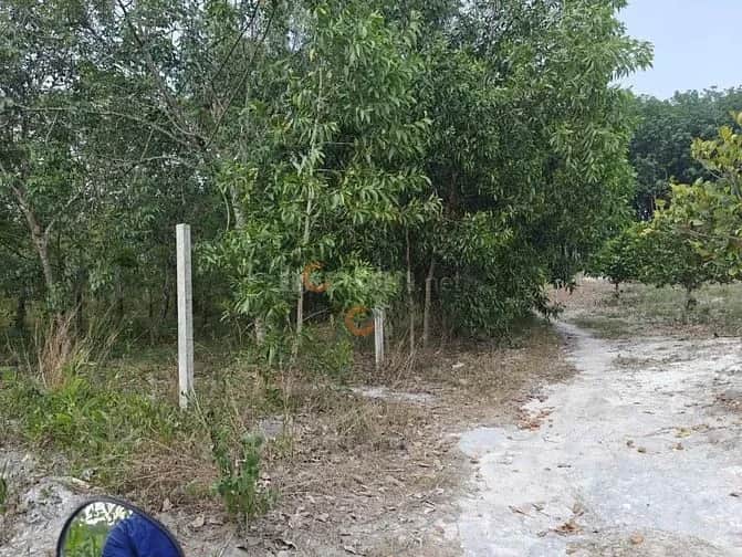 Cho thuê BĐS khác Đường ĐH 516 Huyện Phú Giáo, Bình Dương – giá 9.9 triệu