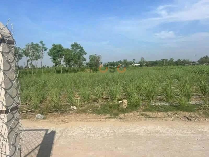 Bán đất Đường Hiệp Trị - Bưng Trên Huyện Gò Công Đông, Tiền Giang – giá 350 triệu Bán đất Đường Hiệp Trị - Bưng Trên Huyện Gò Công Đông, Tiền Giang – giá 350 triệu