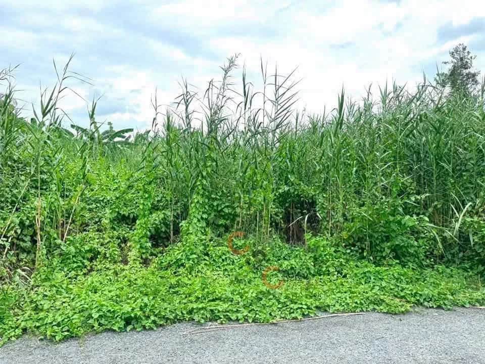 Bán đất Ấp 3 Huyện Thủ Thừa, Long An – giá 790 triệu