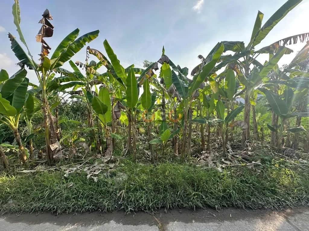 Bán đất hẻm Đinh Tiên Hoàng  Huyện Long Hồ, Vĩnh Long – giá 755 triệu