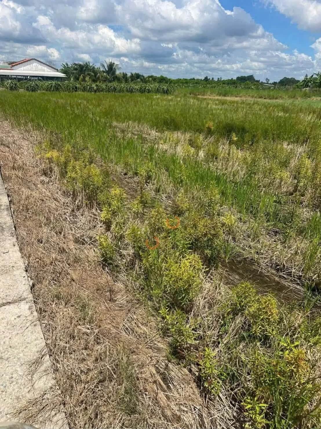 Bán đất Ấp Hòa Điều Huyện Châu Thành, Long An – giá 1.1 tỷ