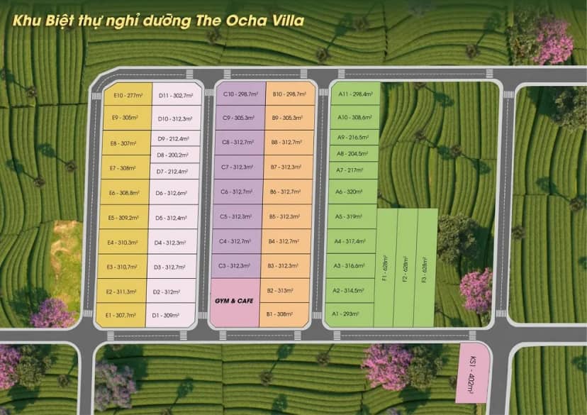 The Ocha