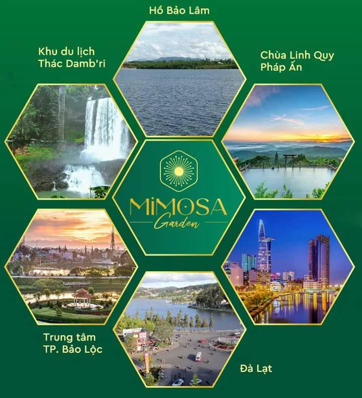 Mimosa Garden