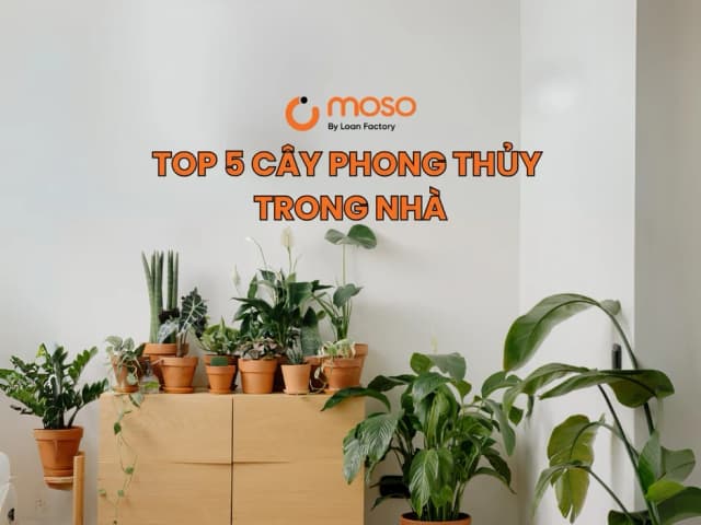  Top 5 Cây Phong Thủy Trong Nhà: Ai Mua Nhà Mới Cũng Nên Sắm để “Rước” Tài Lộc, Cải Thiện Sức Khỏe