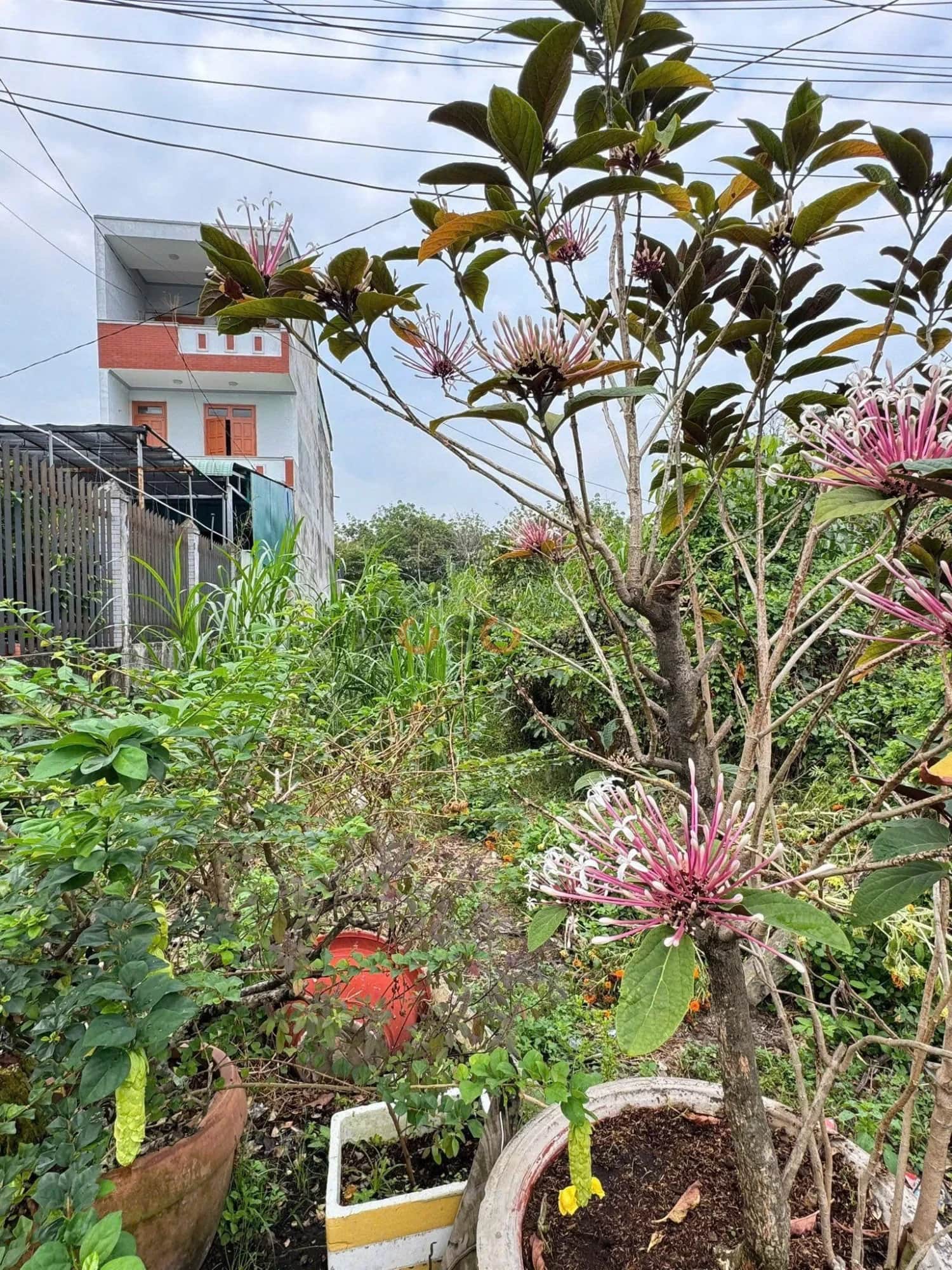 Bán đất Định Hòa Thành phố Thủ Dầu Một, Bình Dương – giá 2.5 tỷ Bán đất Định Hòa Thành phố Thủ Dầu Một, Bình Dương – giá 2.5 tỷ